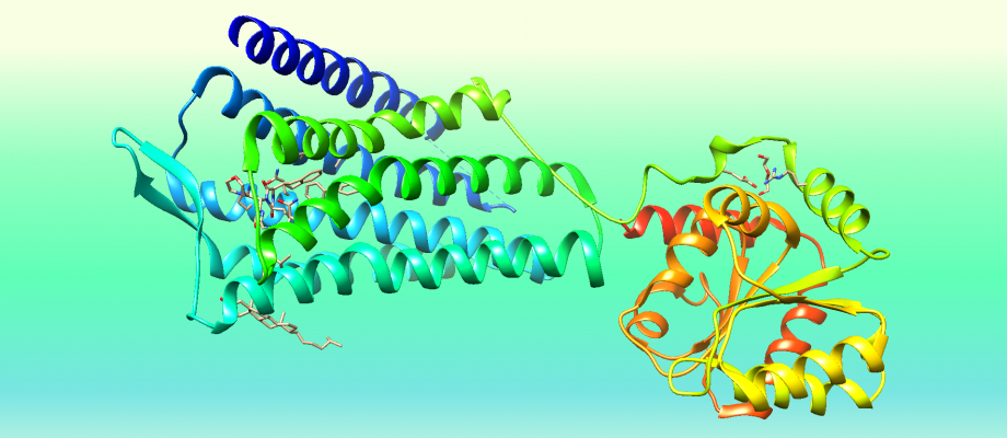 III School of Young Scientists "Application of synchrotron radiation in biology field"